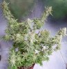 JTR-Day56-Harvest-2.JPG