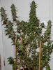 BluePyramid-Day56-Harvest-1.JPG