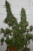 PPP-Day56-Harvest-1.JPG