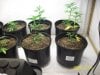 Grow#2_12_31_08 004.jpg