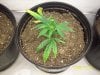 Grow#2_12_31_08 006.jpg