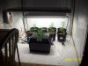 Grow#2_12_31_08 007.jpg