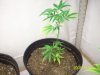 Grow#2_12_31_08 002.jpg