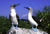 bk189 Blue-footed boobies.jpg