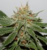 Harlequin-PC-Day52-Harvest-3.JPG