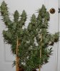 JTR-Day56-Harvest-1.JPG