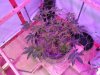 Day 76 Veg 55 bl.JPG