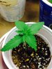 THC BOMB - Bomb Seeds 011615.jpg