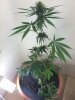 The one on the left - 1st grow.jpg