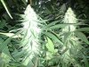 critical super silver sour diesel haze..jpg