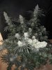 tall fireball pheno waterfarm harvest 002.JPG