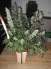 tall fireball pheno waterfarm harvest 003.JPG