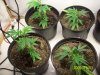 Grow#2_1_3_08 003.jpg