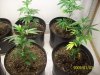 Grow#2_1_3_08 004.jpg