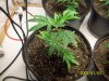 Grow#2_1_3_08 013.jpg