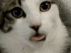 Cat_dbf9f7_2990419.gif