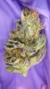 Pink Querkle heavy on the RESIN 036.JPG