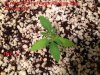 Humboldt Seed Organisation Blue Dream (2)-1.JPG