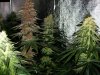 286342d1231024734-600hps-hydro-grow-14-plants-v4.jpg