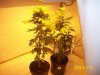 Grow#2_1_3_08 012.jpg