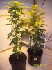 Grow#2_1_3_08 011.jpg