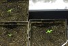 FirstGrow4days-2.jpg