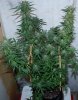 Harlequin-P2-Harvest-Day46-1.JPG