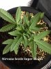 Nirvana Seeds Super Skunk.JPG