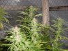 grow pics 011.jpg