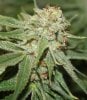 Harlequin-Day51-Harvest-5.JPG