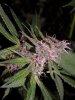 gdppbc-blueberry 032.JPG