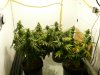 15-02-21_Bay11_Fem Harvest Day 003.jpg