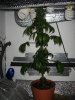 plant 002.jpg