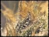 Trichome%20town.jpg