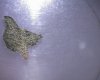 og kush microscopic view poss PM.jpg