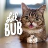 lilbub.jpg