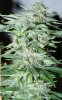 Harlequin-Day51-Harvest-2.JPG