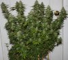 JTR-Harvest-Day54-1.JPG