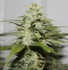 JTR-Harvest-Day54-2.JPG