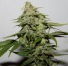 JTR-Harvest-Day54-4.JPG