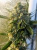 BlueDream-Day52-2.JPG