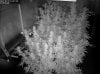 Camshot Update Flower Room 02-07-2015-IR.jpg