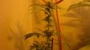 new cfl grow 023.jpg