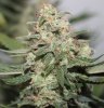 BD-Harvest-Day59-1.JPG