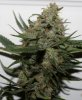 BD-Harvest-Day59-2.JPG