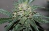 THCB-Harvest-Day59-1.JPG