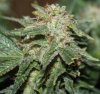 THCB-Harvest-Day59-2.JPG