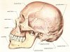 human_skull_side.jpg