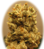 Skywalker_nug_shot.png