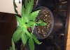 Froty Kush               Week 4 Day 26.jpg